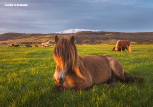 Icelandic horses are known for their shaggy mane.