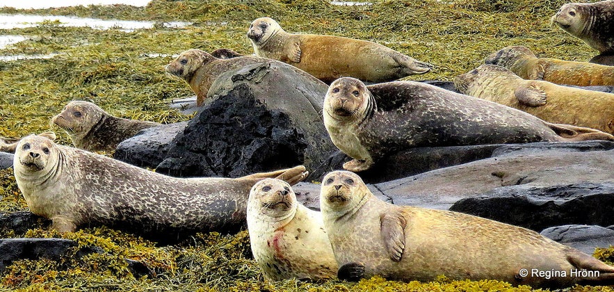 The Magical Snæfellsnes Peninsula in West-Iceland - Part I