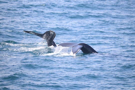 Combination Northern Lights and Whale-Watching Boat Tours from Reykjavik