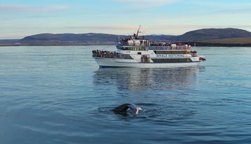 A whale swims in the water near a whale-watching tour boat.