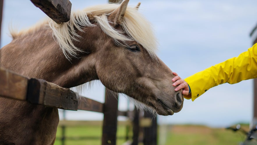 Icelandic horse at Sturlureykir Horse Farm in Iceland.