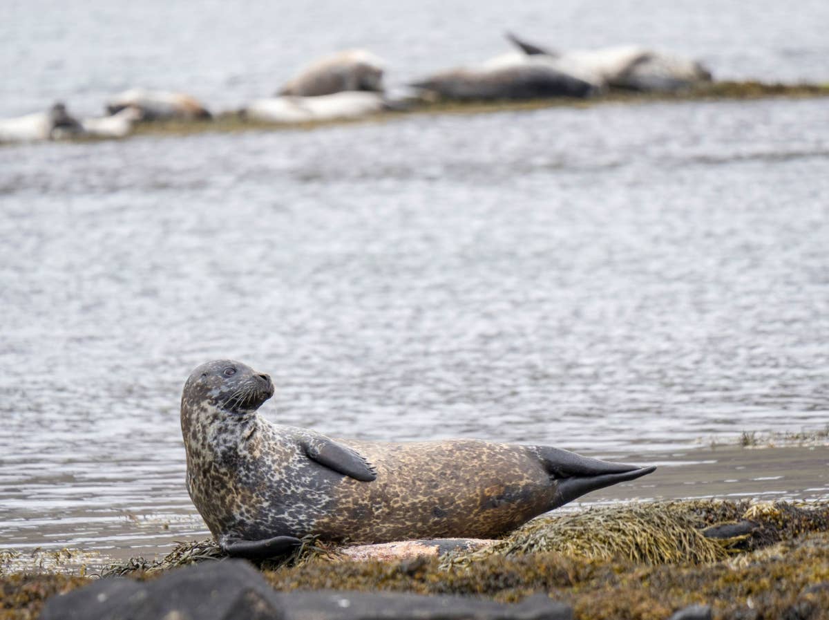 Ytri Tunga Beach Travel Guide | Guide to Iceland
