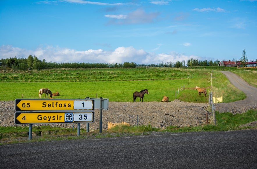 Road signs pointing to Selfoss and Geysir in rural South Iceland, with Icelandic horses grazing in a green field under a bright blue sky.