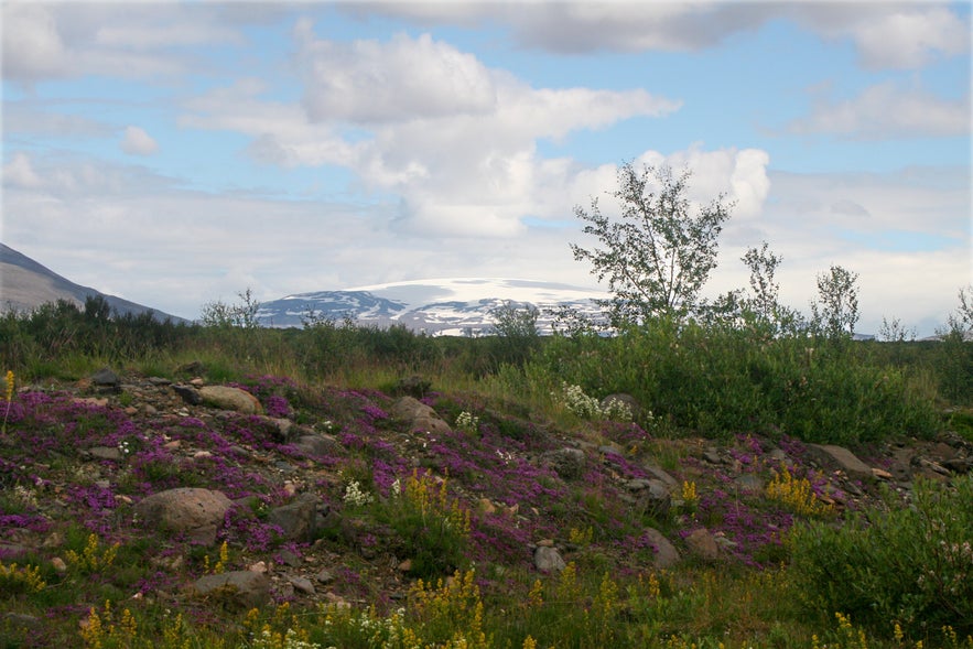 Colorful wildflowers and green vegetation in the foreground with snow-capped Langjokull Glacier in the distance, under a partly cloudy sky in West Iceland.