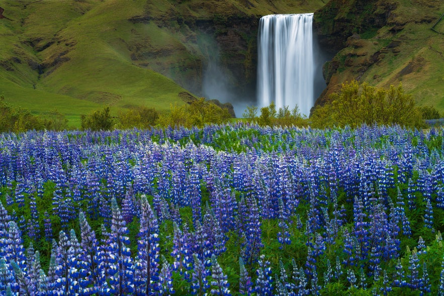 Skogafoss waterfall in Iceland cascading from a mossy cliff in the background, with a vibrant foreground of blooming purple lupines during summer.