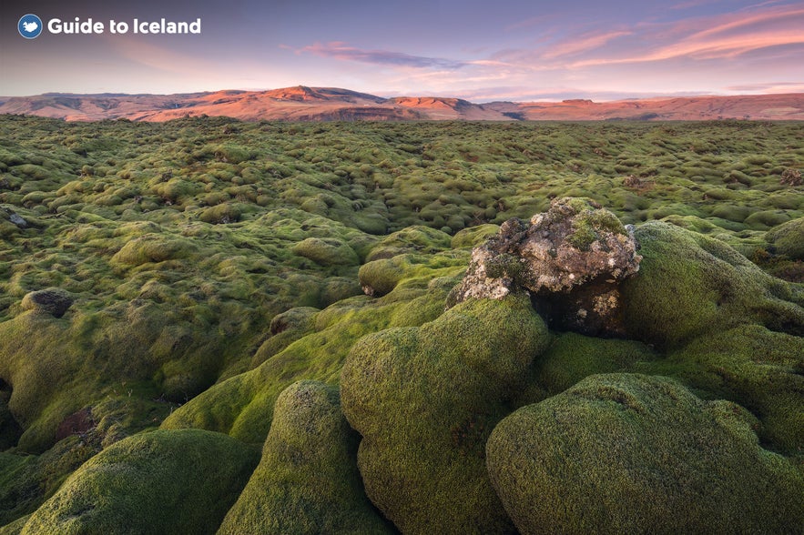 Eldhraun lava field in South Iceland covered in thick green moss at sunset, with distant mountains under a pink sky.