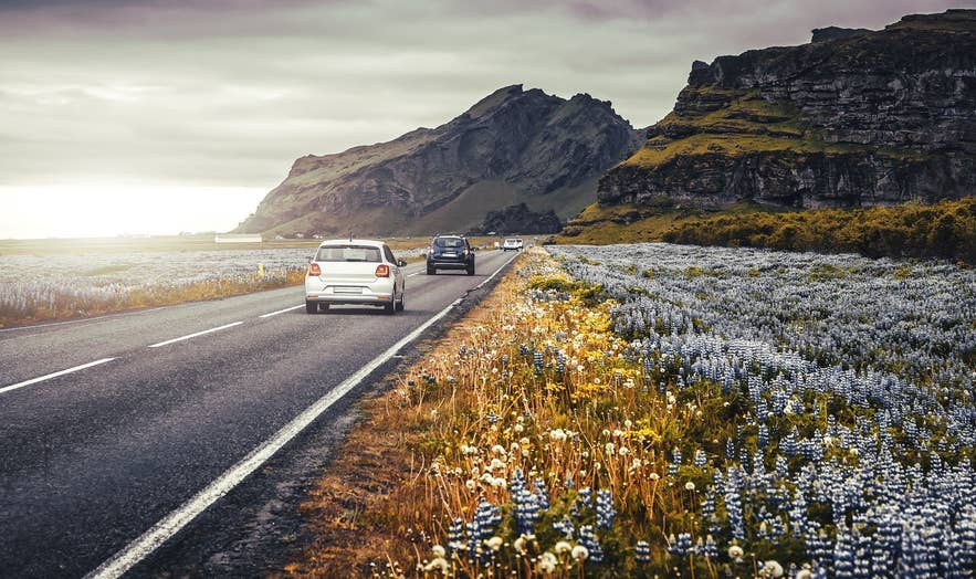 Bei Sonnenuntergang fahren Autos auf Islands Ringstraße entlang. Im Vordergrund sind blühende Lupinen und dramatische Vulkanfelsen zu sehen.