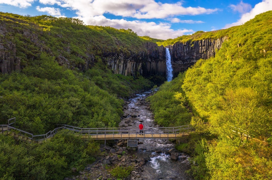 Traveler standing on a wooden bridge in front of Svartifoss waterfall, surrounded by lush green cliffs and basalt columns in Vatnajokull National Park, Iceland.