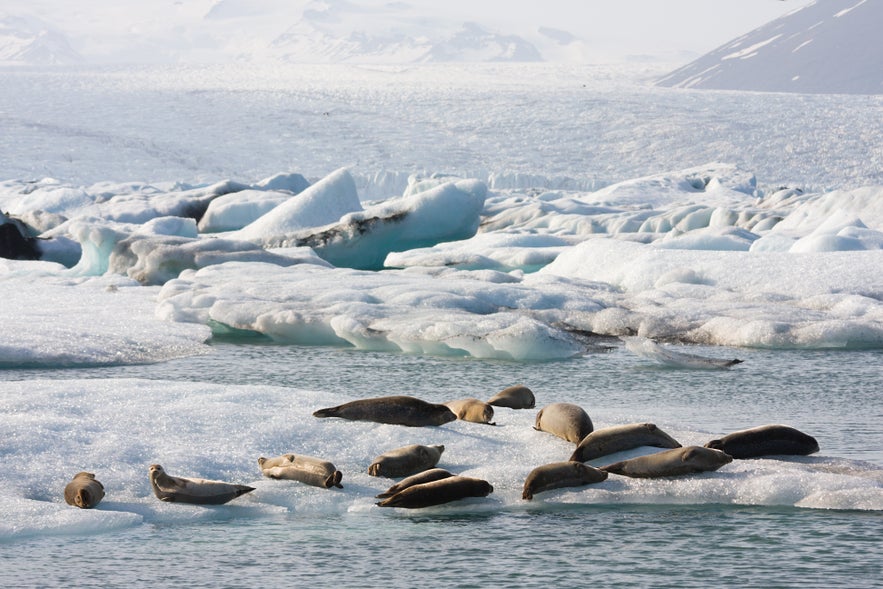 Group of harbor seals lounging on floating icebergs in Jokulsarlon Glacier Lagoon, surrounded by ice and snow-capped mountains in southeast Iceland.