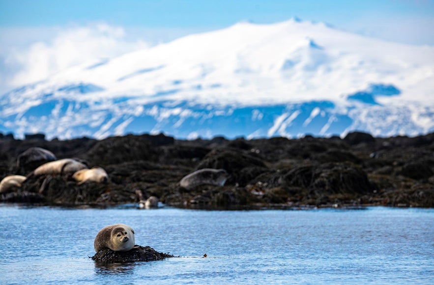 Harbor seal resting on seaweed-covered rocks at Ytri Tunga beach on the Snaefellsnes Peninsula, with snow-covered Snaefellsjokull glacier in the background under a bright blue sky.