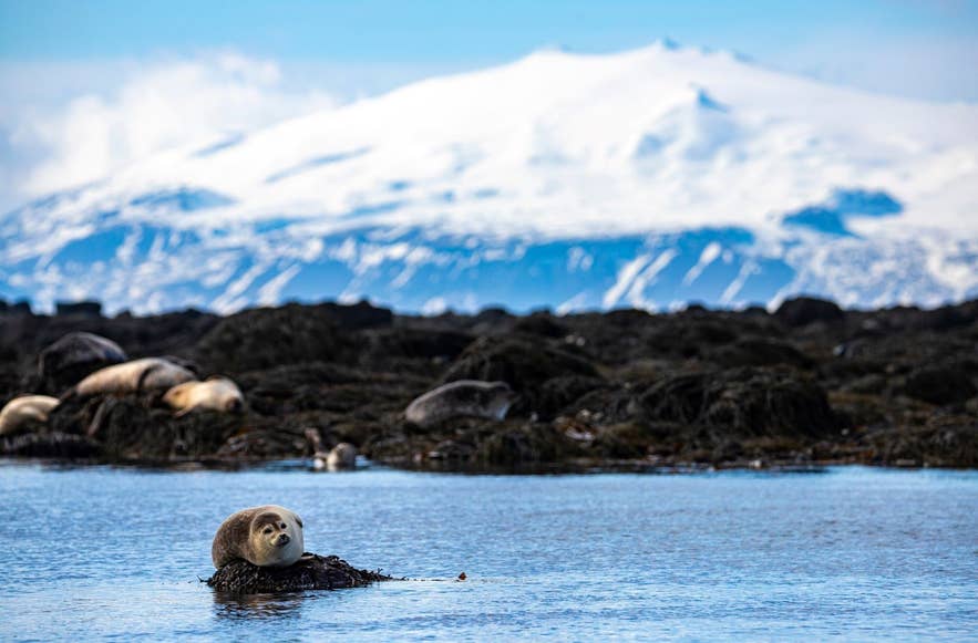 Seals hauled out on rocks below the snow-capped Snaefellsjokull Volcano in West Iceland.