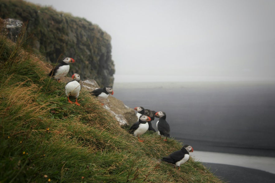 Puffins Dyrholaey Lighthouse