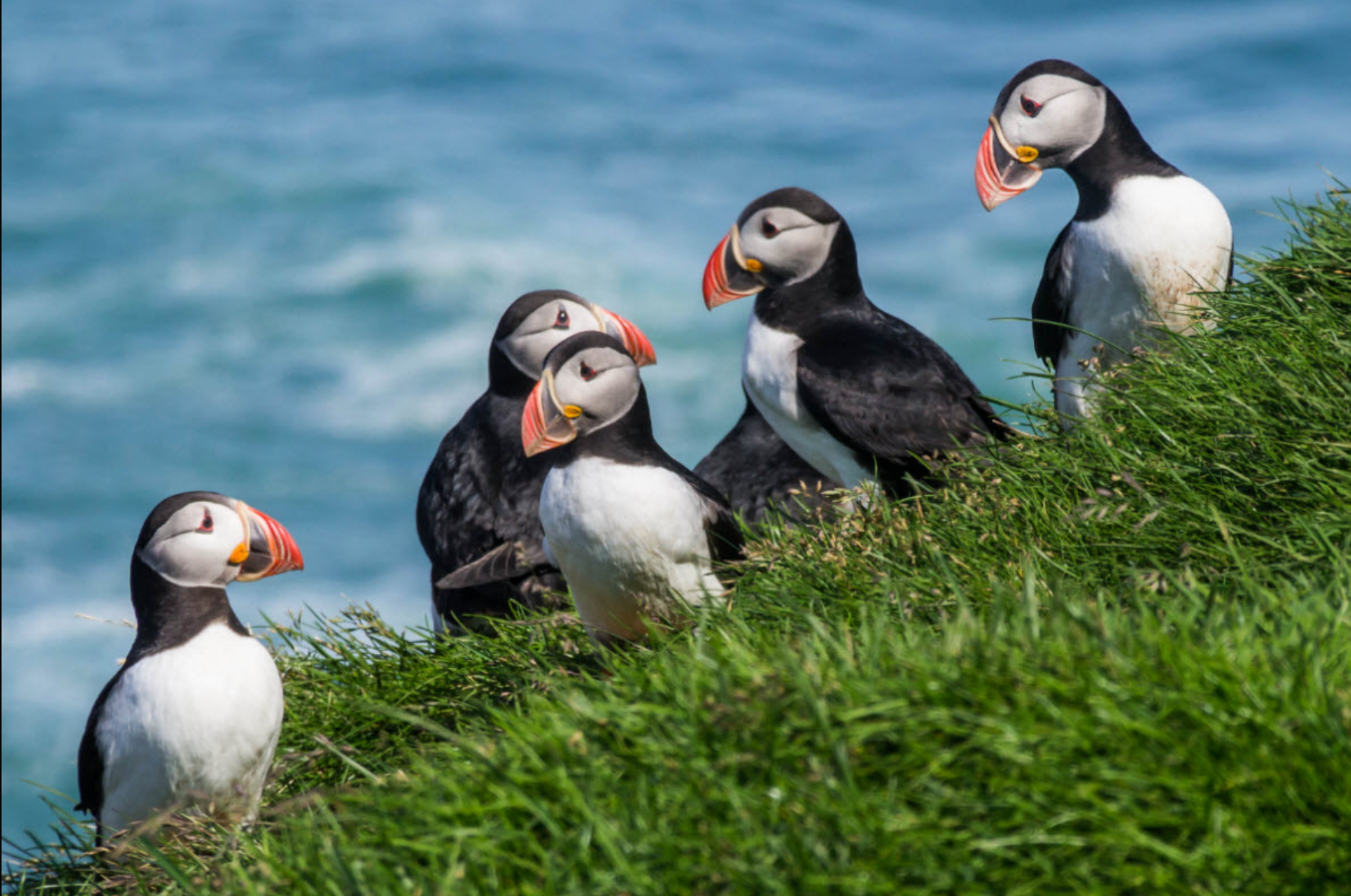 Five puffins standing on a grassy slope above the ocean.