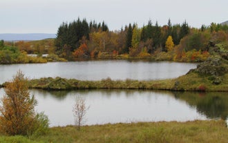 Lake Myvatn is teeming with vegetation and birdlife.