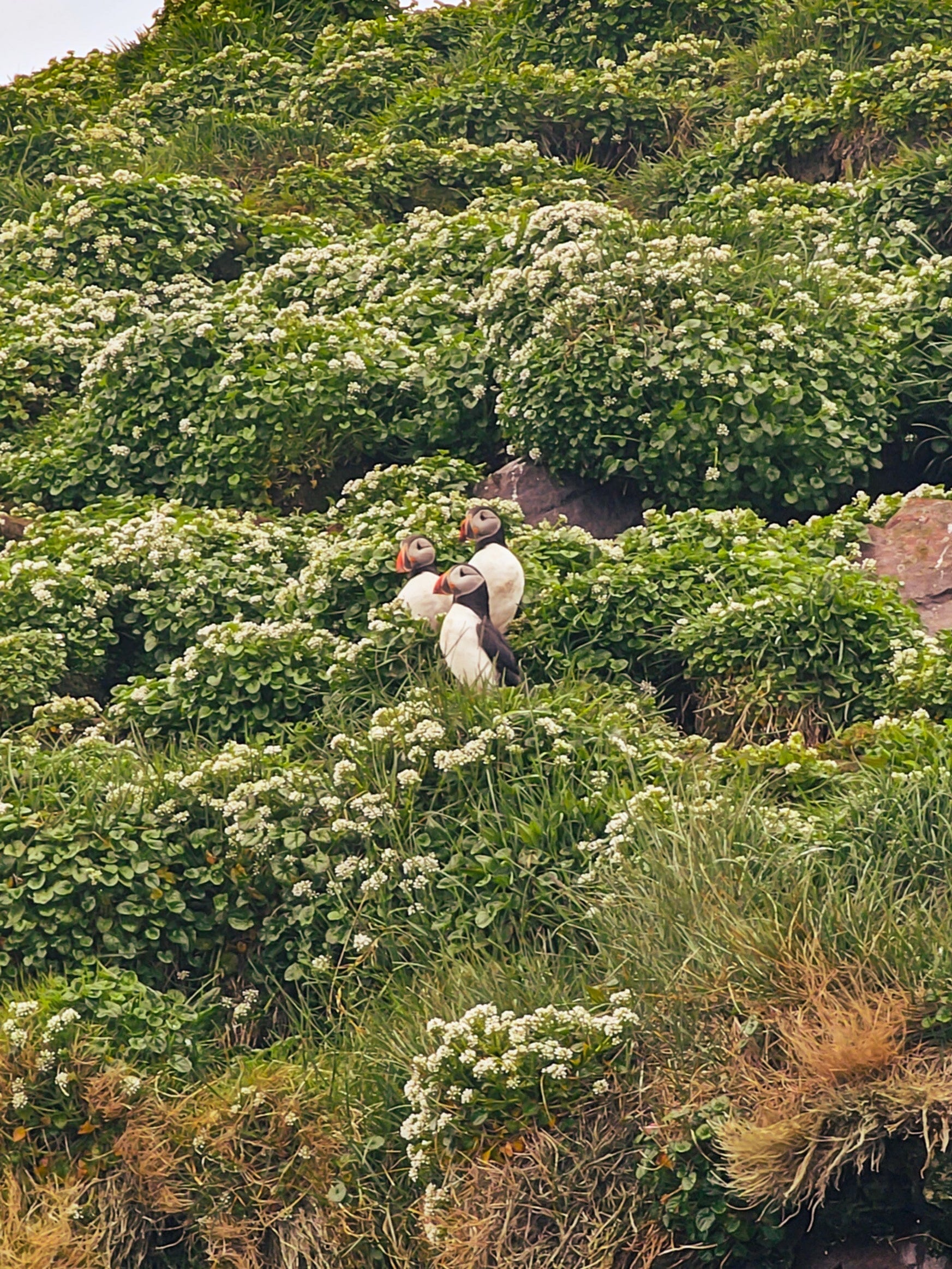 Puffins nesting on a grassy cliff near Djupivogur in East Iceland.
