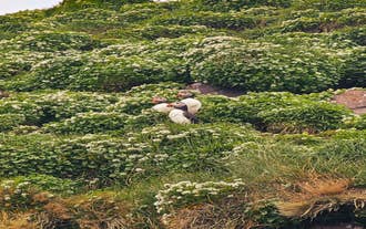 Søpapegøjer, der yngler på en græsklædt klippe nær Djupivogur i Østisland.