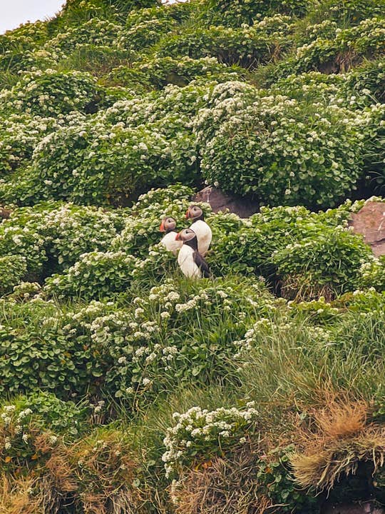 Søpapegøjer, der yngler på en græsklædt klippe nær Djupivogur i Østisland.