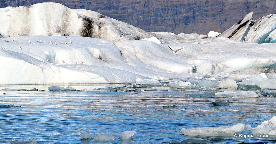 Jökulsárlón Glacial Lagoon - a Tour of the Jewels of the South Coast of Iceland