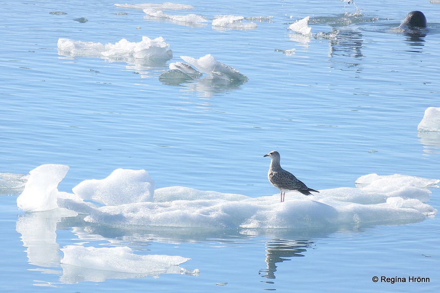 Jökulsárlón Glacial Lagoon - a Tour of the Jewels of the South Coast of Iceland