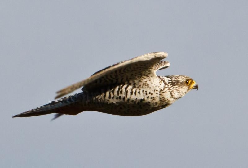 A gyrfalcon in flight over Iceland’s skies in April, showcasing its white and black plumage.