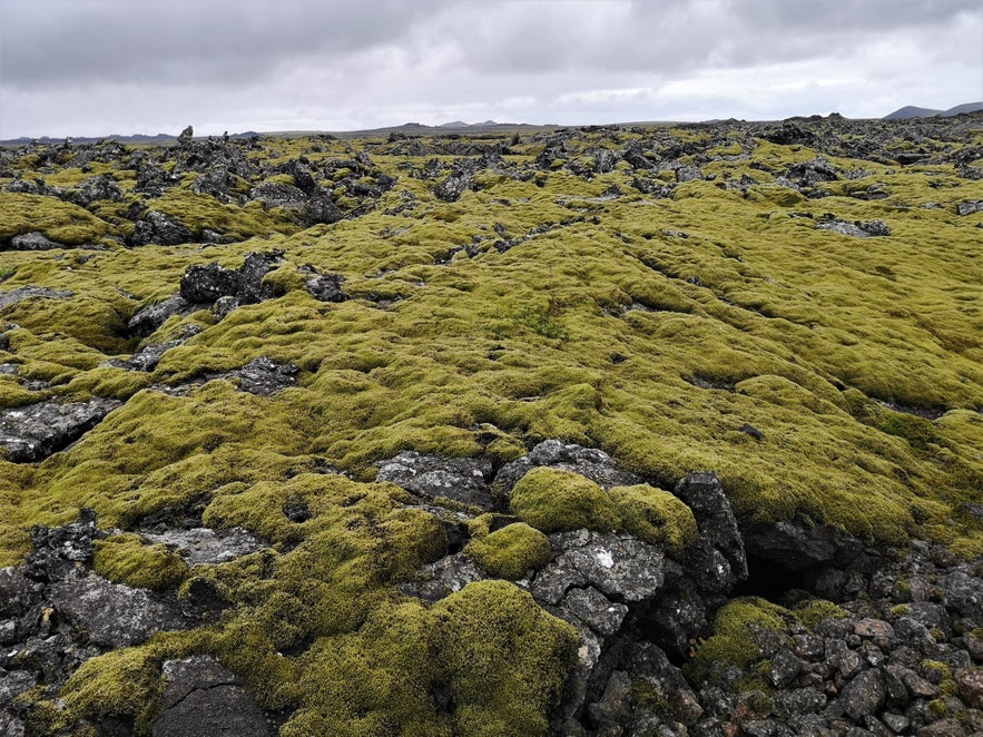Patches of moss at Stamper Crater Row on the Reykjanes Peninsula of Iceland.