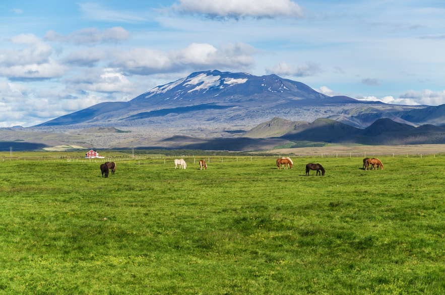 Icelandic horses grazing on green pasture with view of snow-capped Snaefellsjokull volcano on Snaefellsnes Peninsula in Iceland during summer