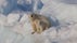 Female_polar_bear_(Ursus_maritimus)_with_cub,_Svalbard_11zon.jpg