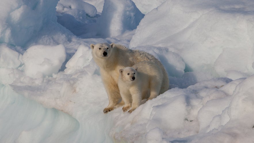 Polar bears are the most popular animals in the Arctic Circle. Polar bears are the most popular animals in the Arctic Circle.