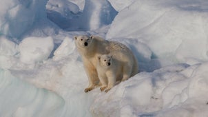 Polar bears are the most popular animals in the Arctic Circle.