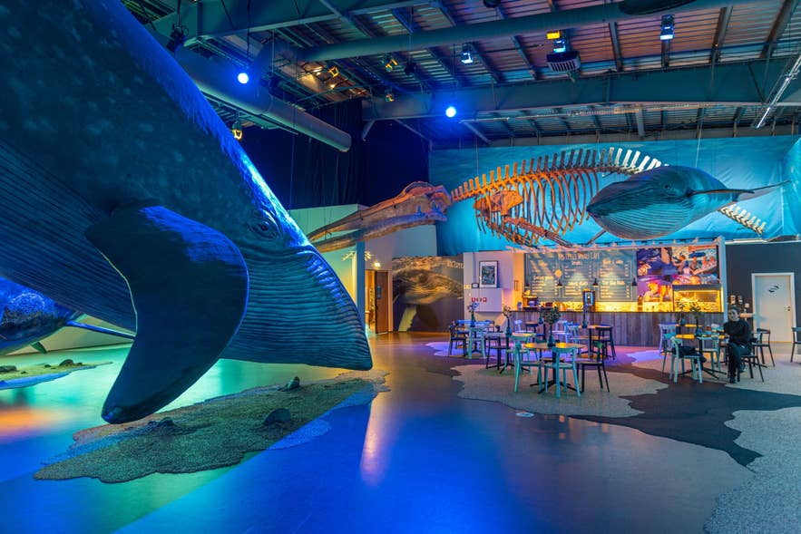 Interior of Whales of Iceland Museum with life-size models of whales Interior of Whales of Iceland Museum with life-size models of whales