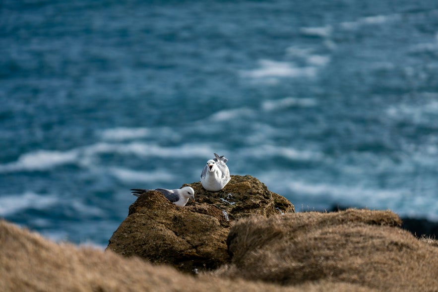 Two majestic seagulls resting on rocky ledge atop the Londrangar cliffs with the ocean waves crashing below.