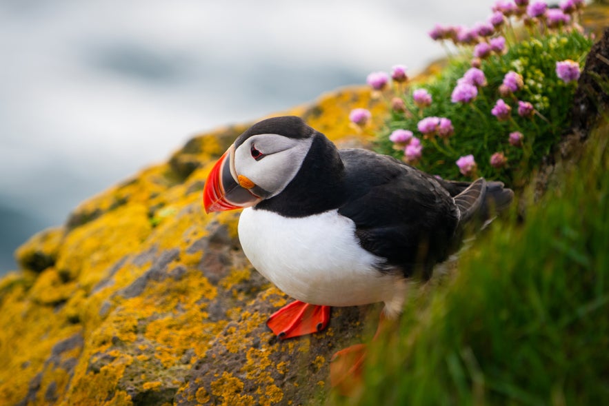 Close-up of an Atlantic puffin perched on a mossy cliffside with pink wildflowers and blurred ocean in the background.