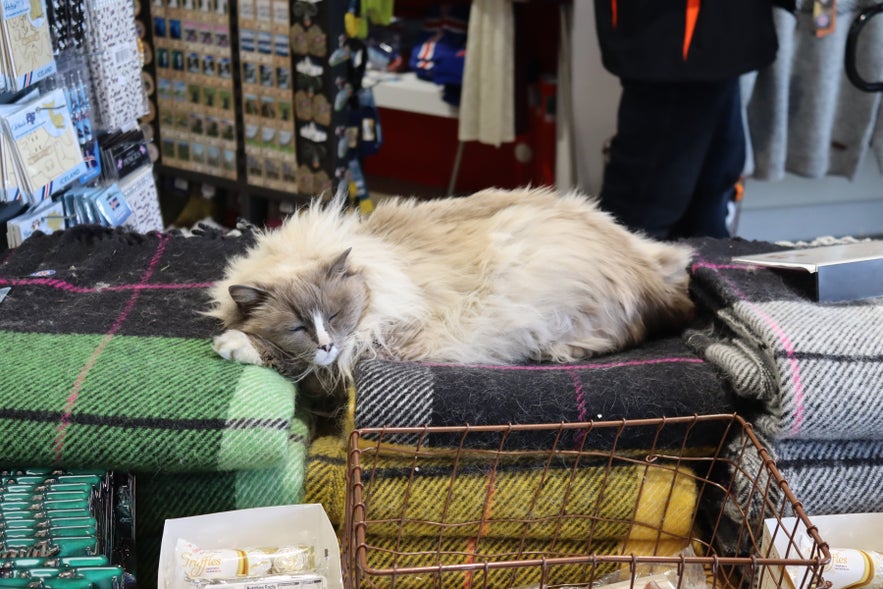 Reykjavik, Iceland, July 1 2023: Cat asleep on blankets in Reykjavik shop