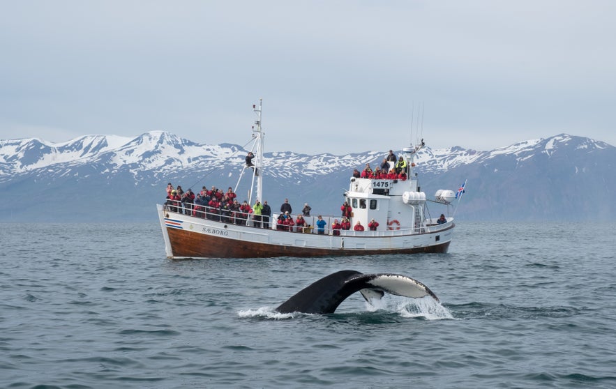Travelers watching whales from Reykjavik with kids