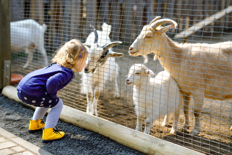 A child in Reykjavik Zoo looking at a local goat