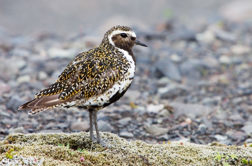 Golden plover standing on mossy lava rocks in Iceland, displaying its distinctive black, white, and gold-speckled plumage during spring and summer breeding season.