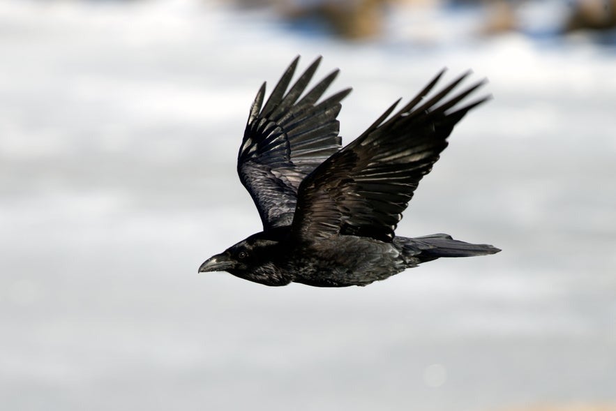 Icelandic raven in mid-flight against a snowy landscape, showcasing its glossy black feathers and symbolic presence in Icelandic folklore and mythology.