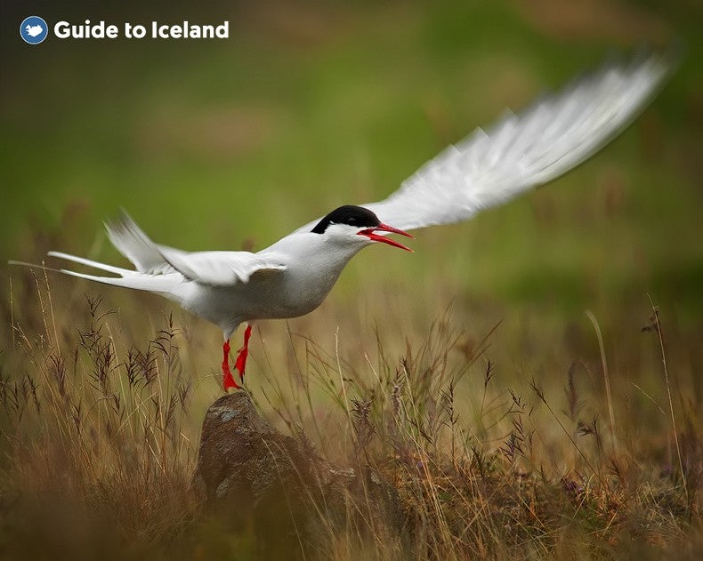 Arctic tern (Sterna paradisaea) with wings spread, perched on a rock in a grassy Icelandic field, showcasing its black cap, red beak, and vivid red legs during summer breeding season.