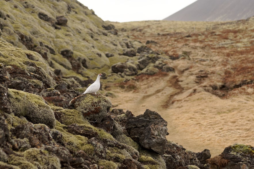 Icelandic rock ptarmigan in striking white winter plumage perched on moss-covered lava rocks near Keilir Mountain during early spring.