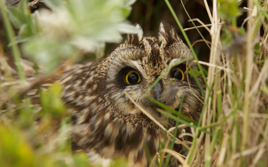 Close-up of a Short-eared Owl camouflaged in grassland in Iceland, showcasing its yellow eyes and distinctive feather tufts during the summer nesting season.