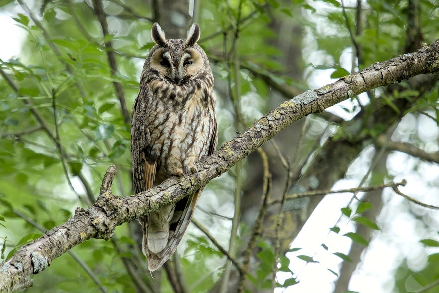 Long-eared Owl perched on a tree branch in Icelandic woodland, showcasing its prominent ear tufts and mottled plumage blending into the forest background.