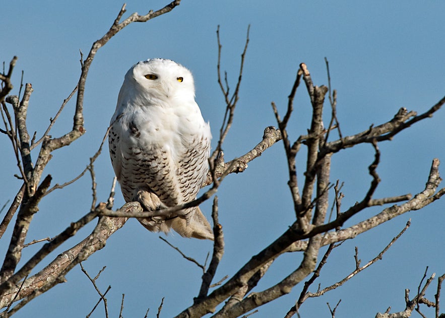 Snowy Owl perched on bare tree branches under a clear blue sky in Iceland, showcasing its white plumage and piercing yellow eyes against a winter backdrop.