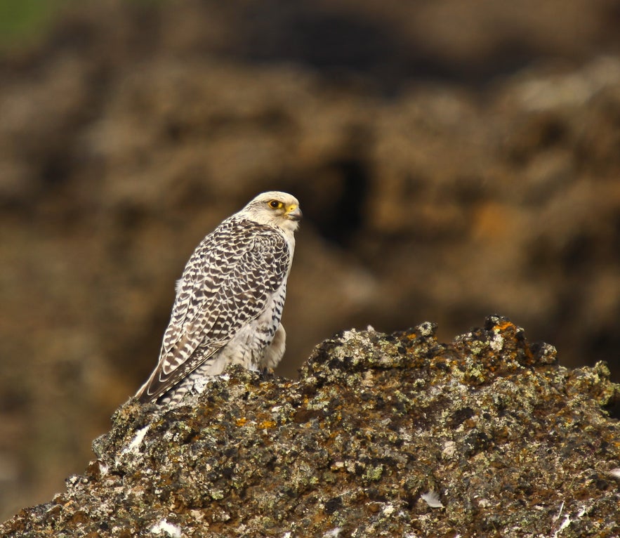 Gyrfalcons are the national bird of Iceland.
