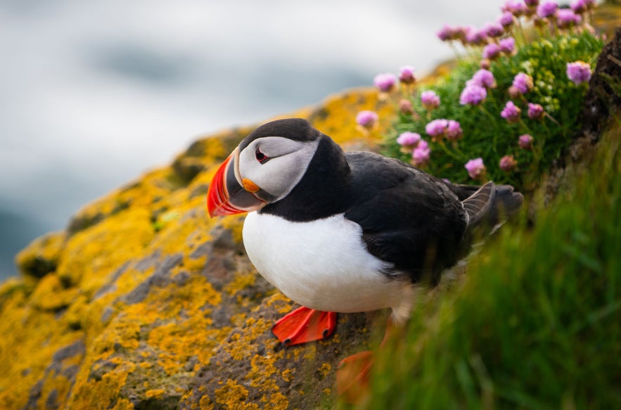 Colorful Atlantic puffin standing on a cliff covered in yellow moss and pink wildflowers in Iceland, with the ocean blurred in the background.