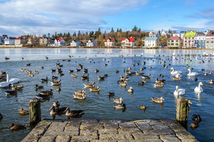 Tjornin Pond in downtown Reykjavik filled with ducks, geese, and swans on a sunny day, with colorful houses and trees lining the shoreline in the background.