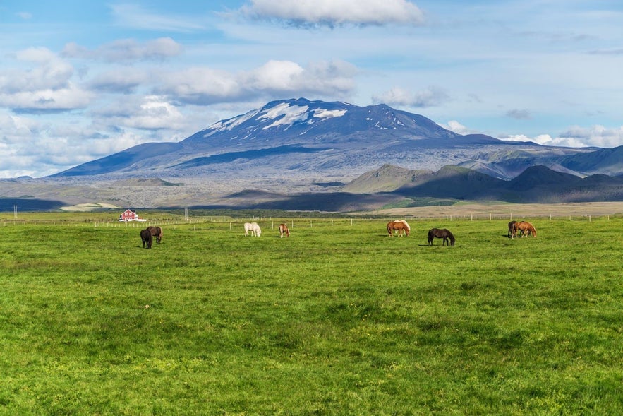 Icelandic horses grazing on a green pasture with a red farmhouse and snow-streaked volcano in the background.