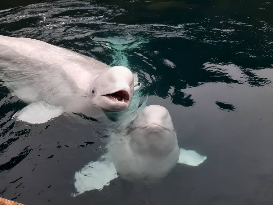 Two beluga whales swimming at the Beluga Whale Sanctuary in the Westman Islands, Iceland.
