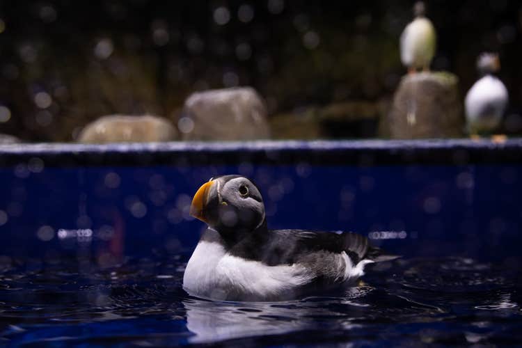 Ein geretteter Papageientaucher schwimmt sicher im SEA LIFE Trust Sanctuary in Island.