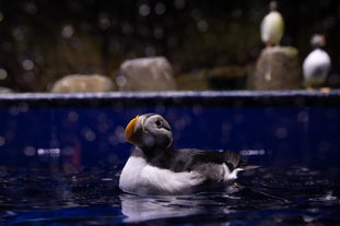 Ein geretteter Papageientaucher schwimmt sicher im SEA LIFE Trust Sanctuary in Island.
