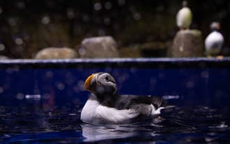 En reddet søpapegøje svømmer sikkert i SEA LIFE Trust-reservatet i Island.